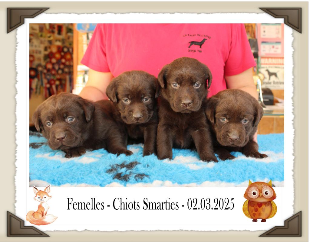 de la Passe de l'Eider - Chiots disponibles - Labrador Retriever