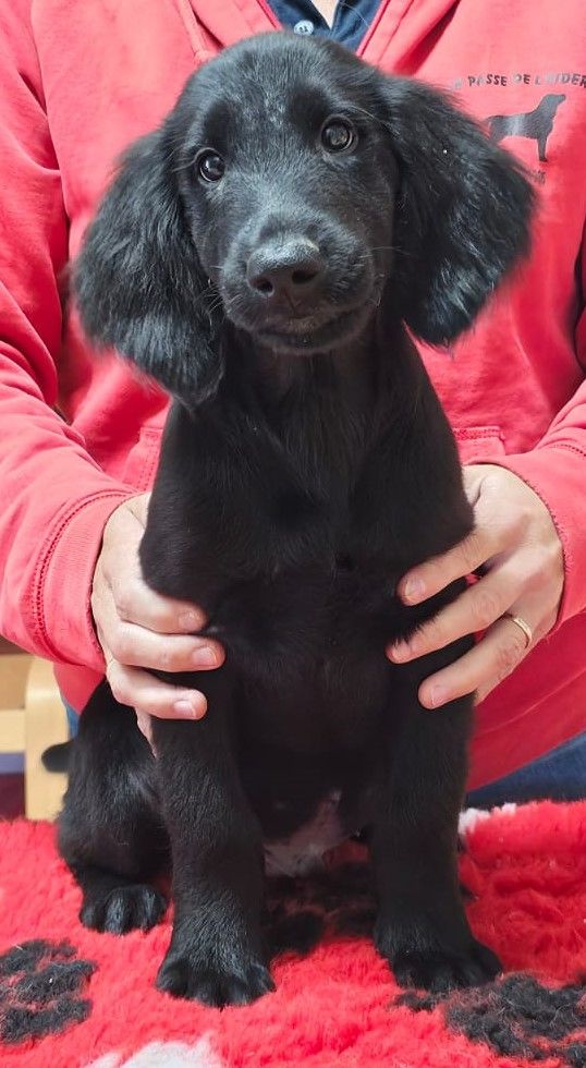 de la Passe de l'Eider - Chiots disponibles - Flat Coated Retriever