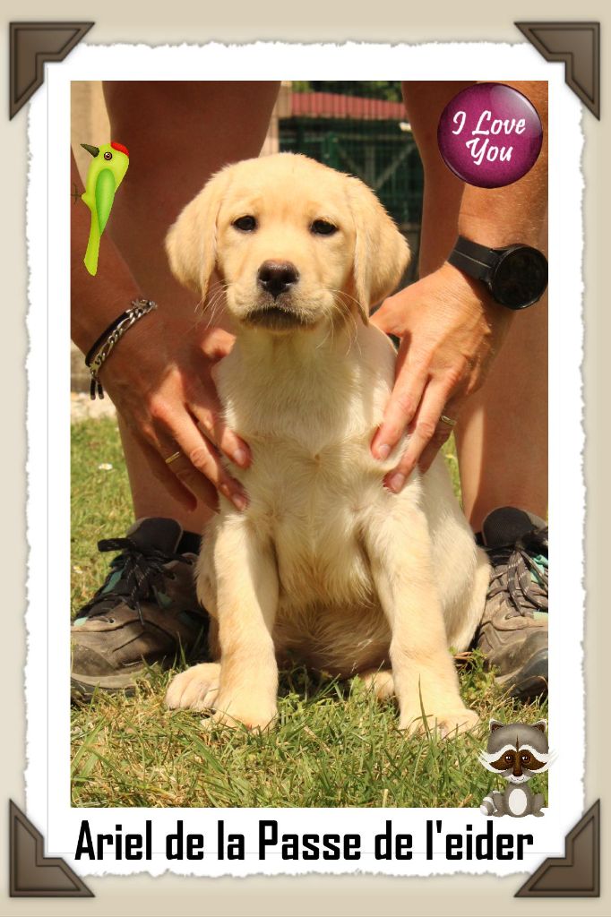 de la Passe de l'Eider - Chiots disponibles - Labrador Retriever