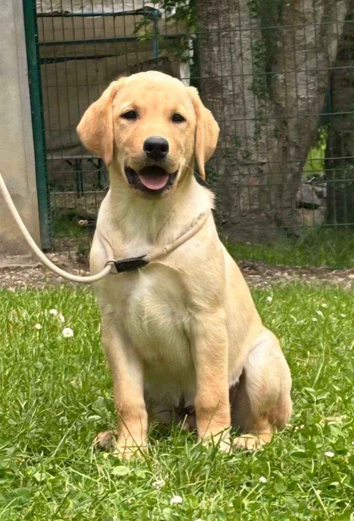 de la Passe de l'Eider - Chiots disponibles - Labrador Retriever